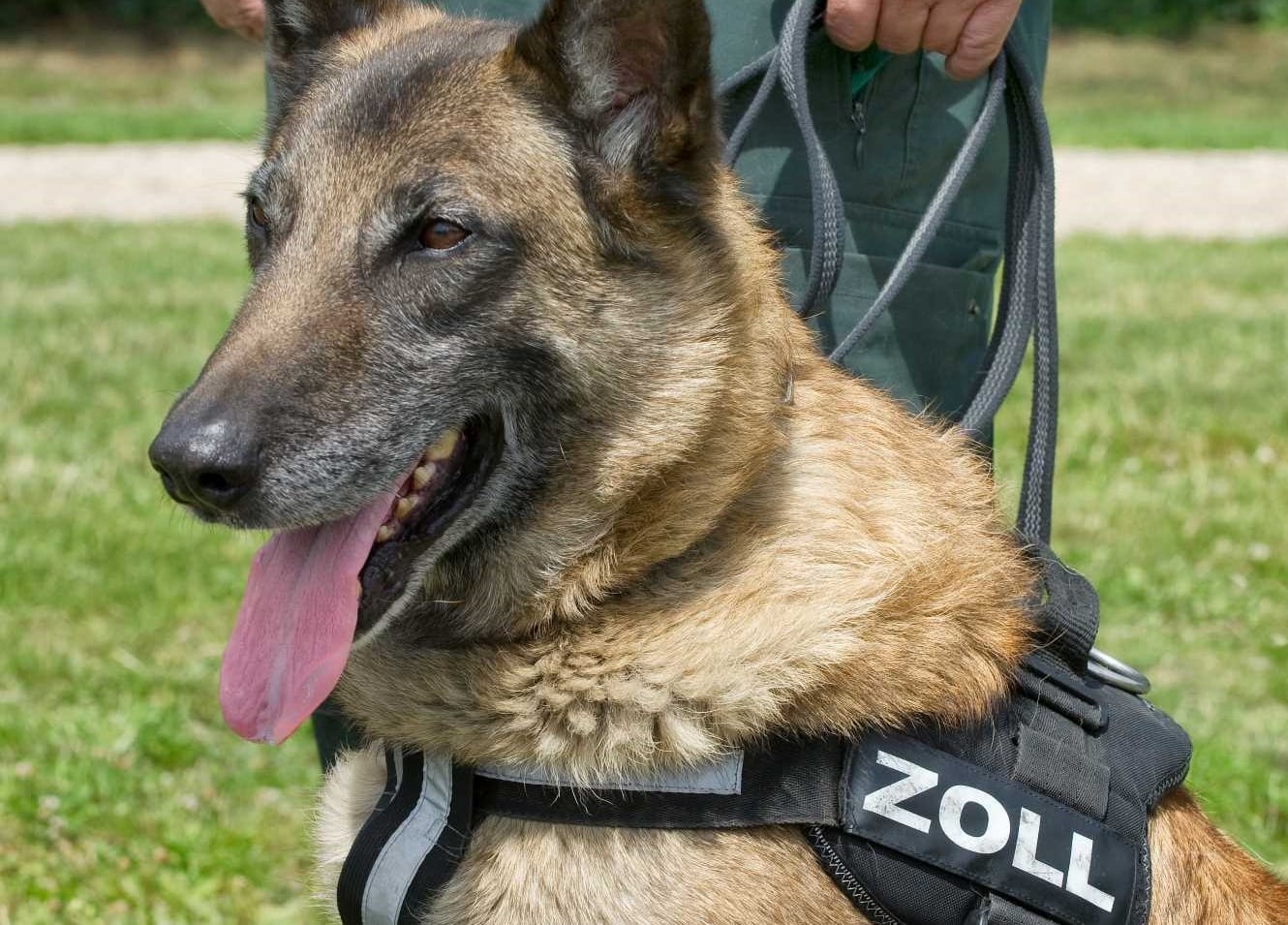 ZOLL  K-9  DHF  SpSpHF ZOLLHUNDEFÜHRER Malinois  Customs Abzeichen Patch Douanes 
